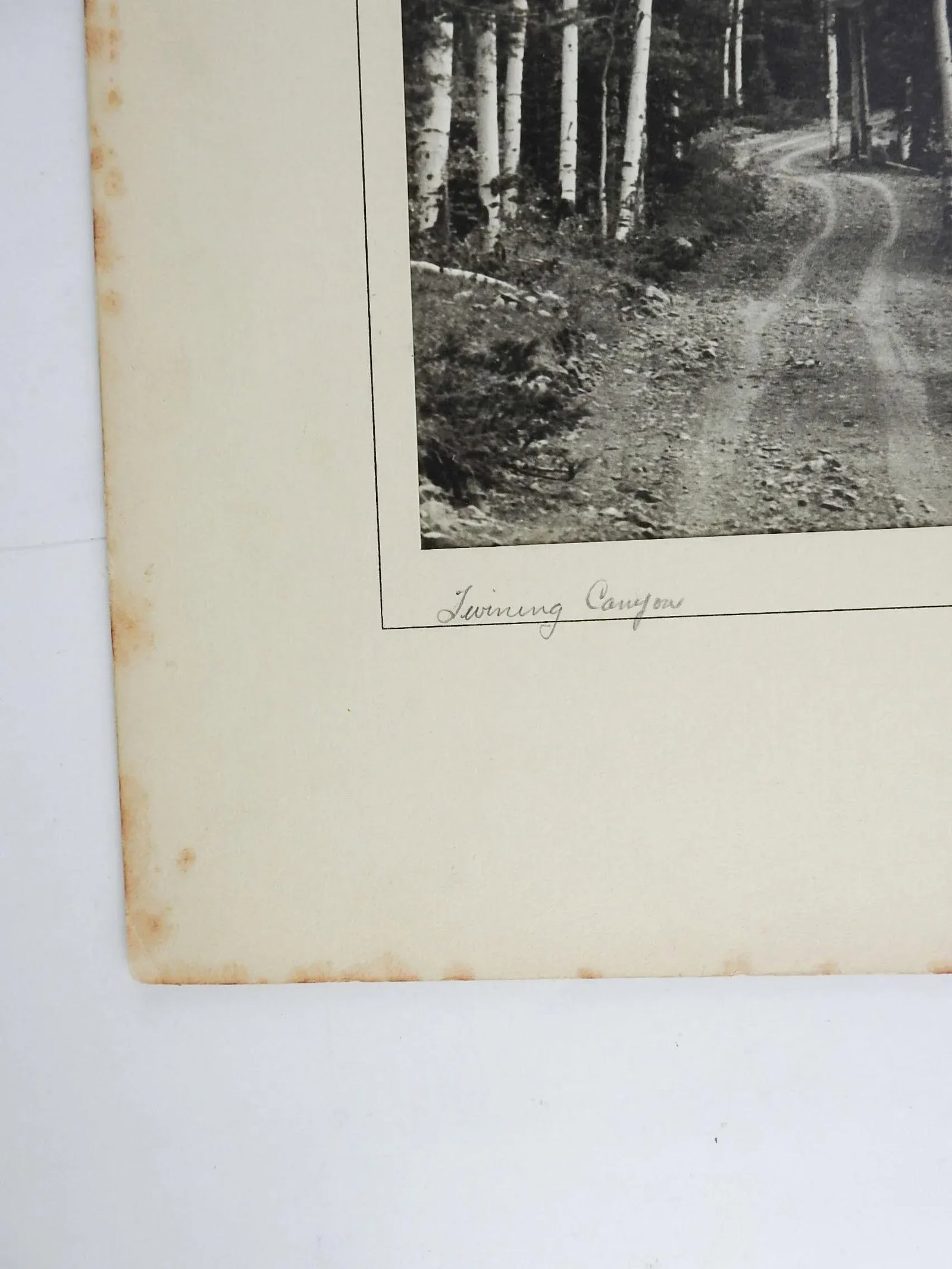 1950's Photograph of Twining Canyon Aspens - 3