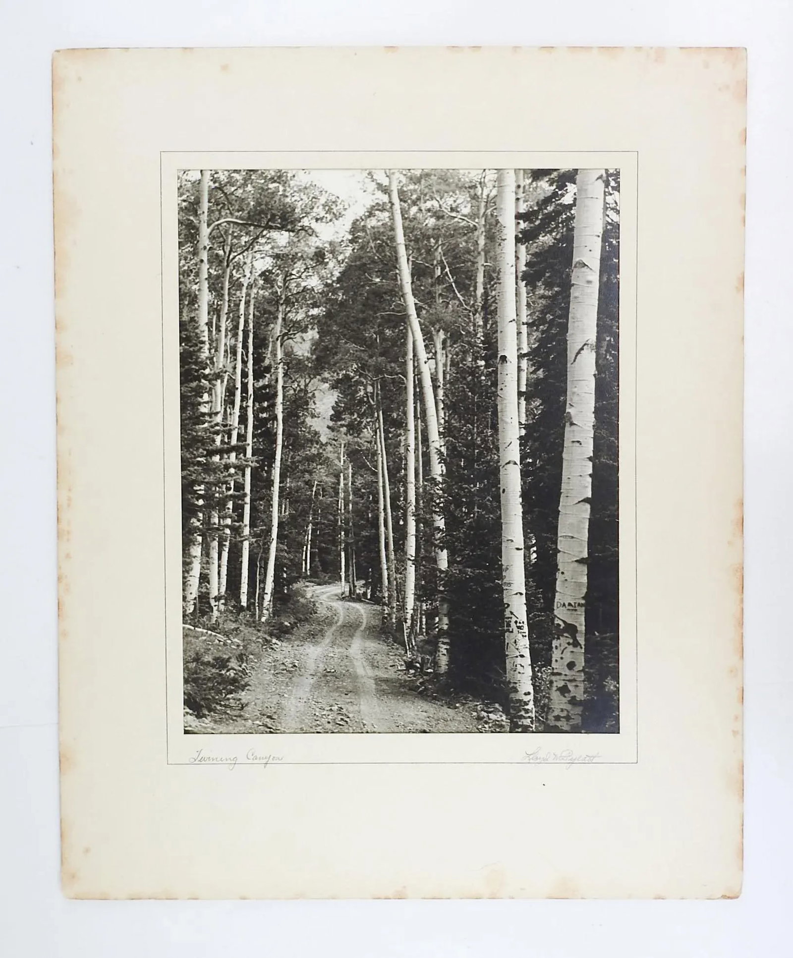 1950's Photograph of Twining Canyon Aspens - 4