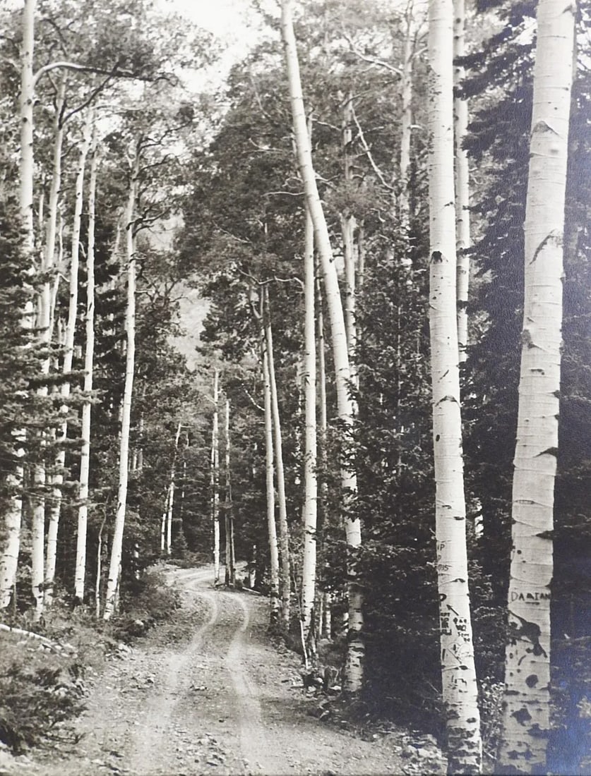 1950's Photograph of Twining Canyon Aspens - 6