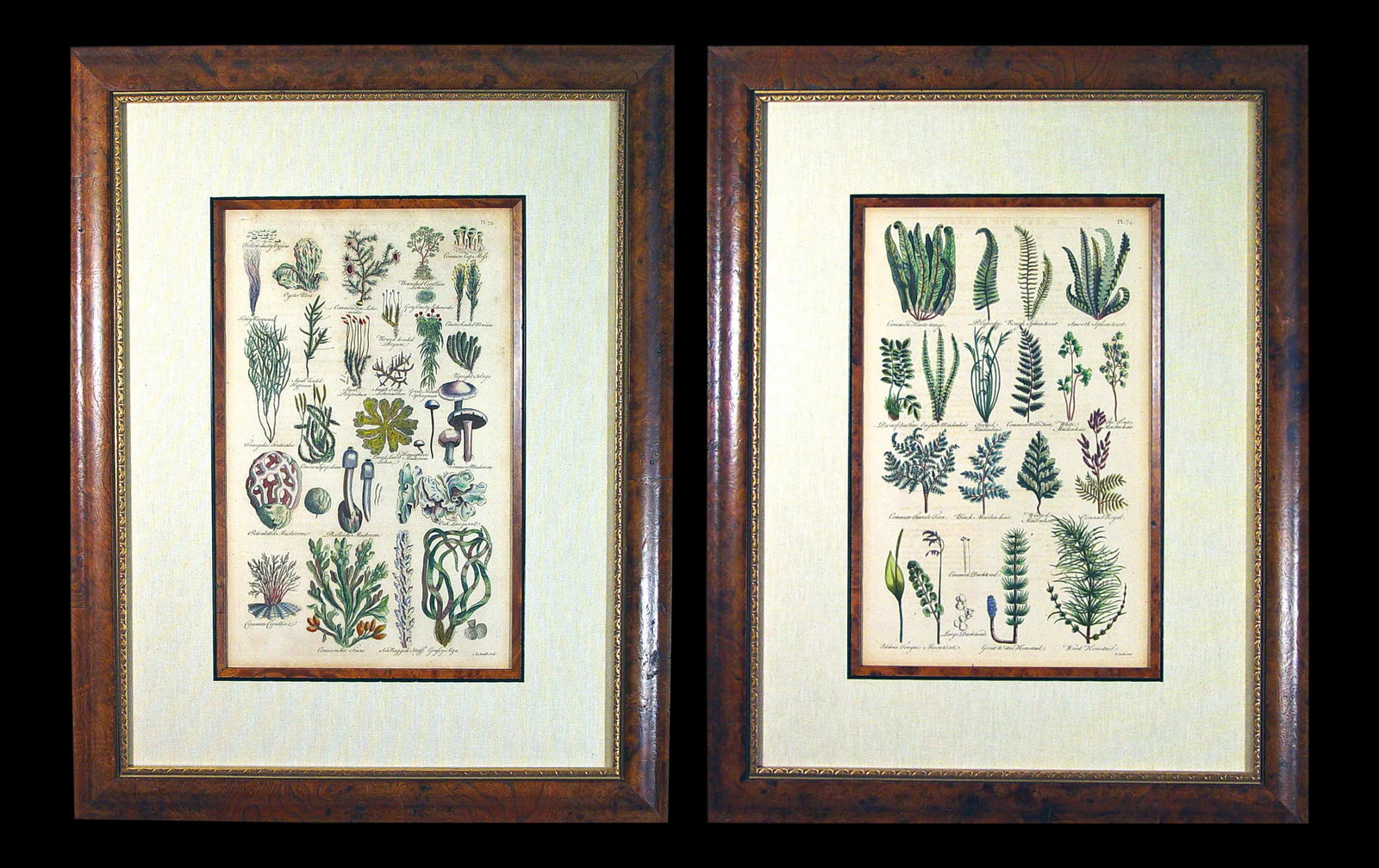 John Parkinson 17th Century Botanical Engravings of Mosses & Ferns - a Pair - 2