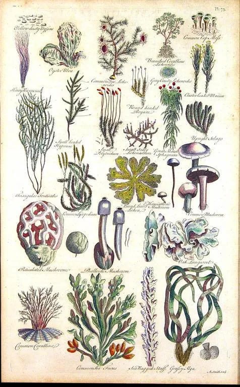 John Parkinson 17th Century Botanical Engravings of Mosses & Ferns - a Pair - 4