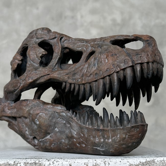 Tyrannosaurus Rex Skull Replica brown - Museum Quality - Taxidermy replica mount: Title: Tyrannosaurus Rex Skull Replica brown - Museum Quality - Taxidermy replica mountMaker:UnknownOrigin: IndonesiaDate/Period:2025Materials:Resin, IronDimensions:Height: 19 cm / 7.4 inches Width: 1