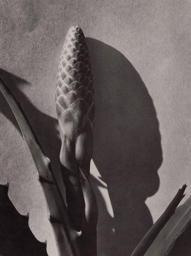 IMOGEN CUNNINGHAM - Aloe, c. 1920s: Title: IMOGEN CUNNINGHAM - Aloe, c. 1920sDescription:Artist: IMOGEN CUNNINGHAMPrint Title: Aloe, c. 1920sPrinting Date: 1970sMedium: Photo-lithographPrinted in: the USImage Size: 7.5 x 5.5"Additional 