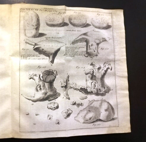 1734 Philosophical Transactions Anatomy Folding Plates - 4