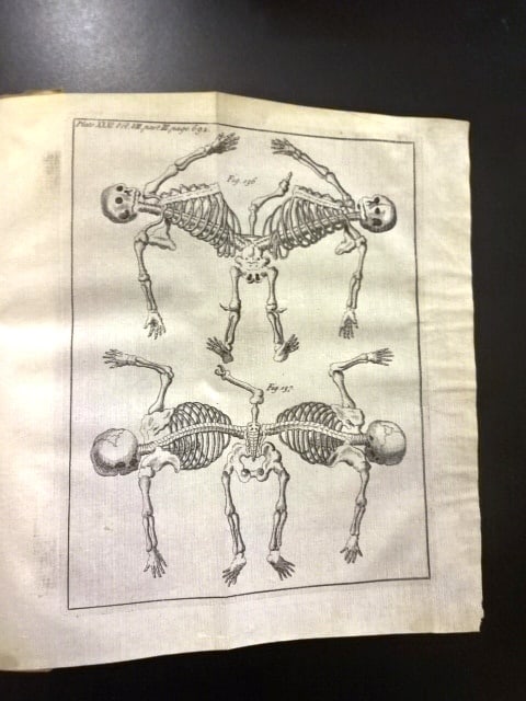 1734 Philosophical Transactions Anatomy Folding Plates - 5