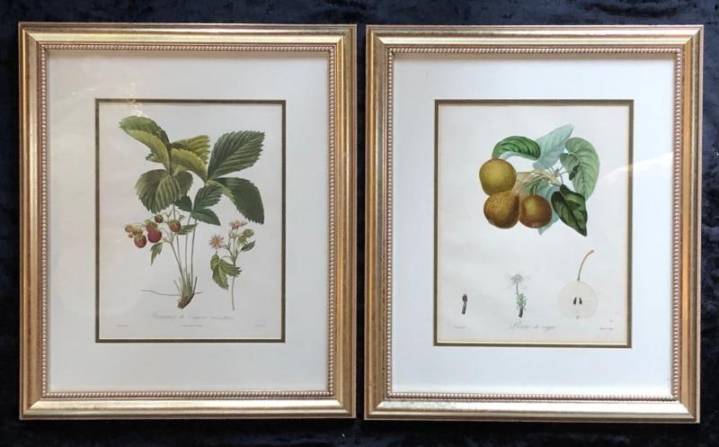 Ten Hand-Colored Color Stipple Engravings from Traite Des Arbres Fruitiers - 10