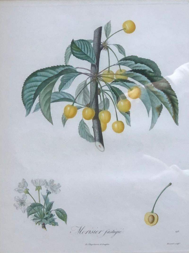 Ten Hand-Colored Color Stipple Engravings from Traite Des Arbres Fruitiers - 11