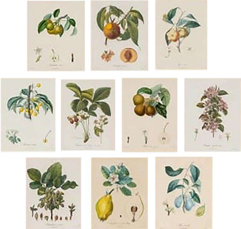 Ten Hand-Colored Color Stipple Engravings from Traite Des Arbres Fruitiers (1 of 12)