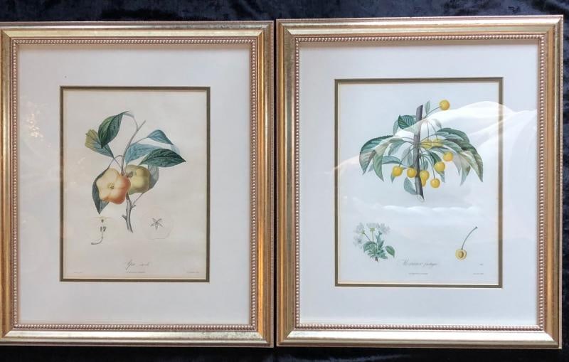 Ten Hand-Colored Color Stipple Engravings from Traite Des Arbres Fruitiers - 2