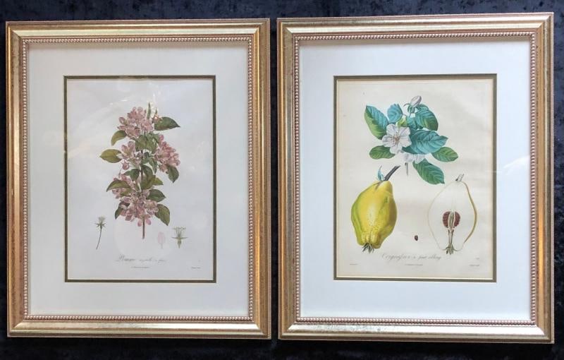 Ten Hand-Colored Color Stipple Engravings from Traite Des Arbres Fruitiers - 4