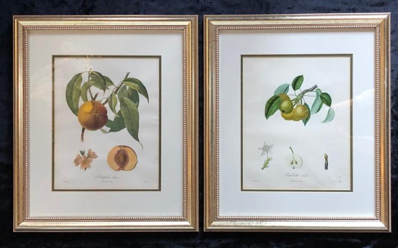 Ten Hand-Colored Color Stipple Engravings from Traite Des Arbres Fruitiers - 7