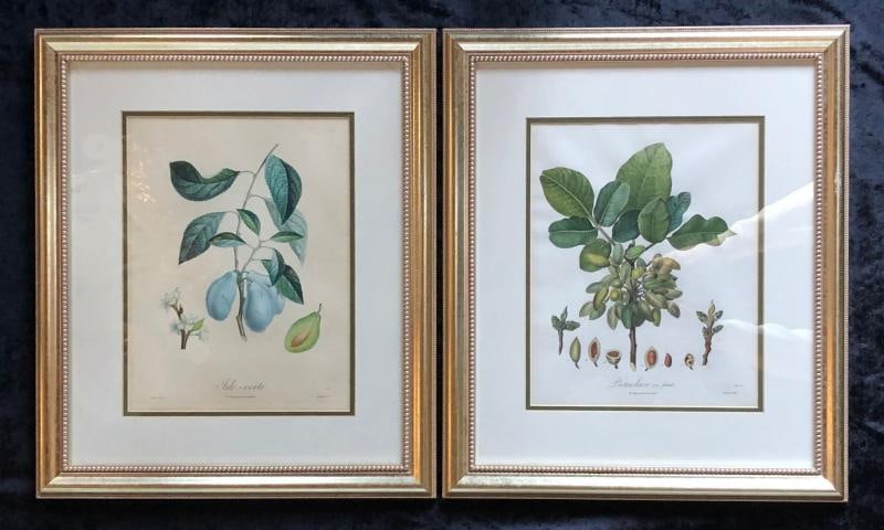 Ten Hand-Colored Color Stipple Engravings from Traite Des Arbres Fruitiers - 9