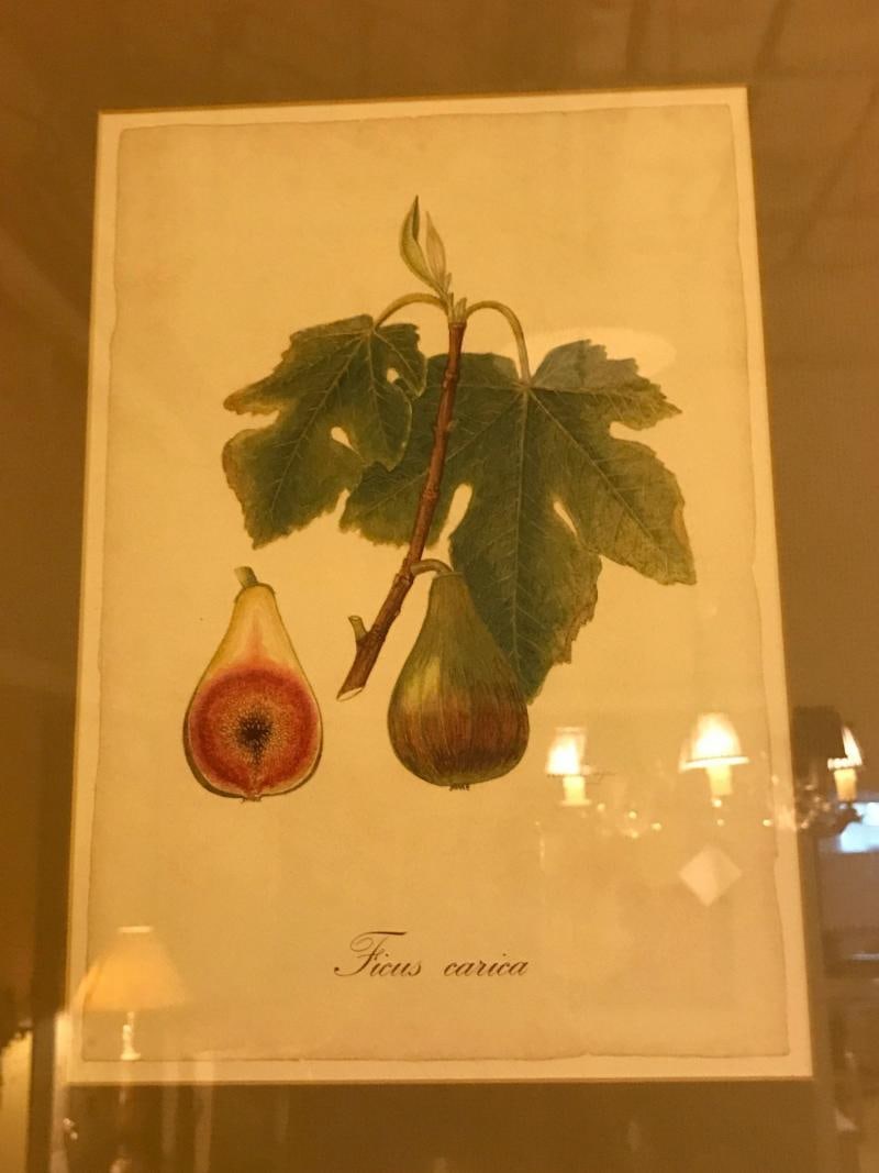 Set of Seven Botanical Prints of Fruit Signed Peter Drafet - 11