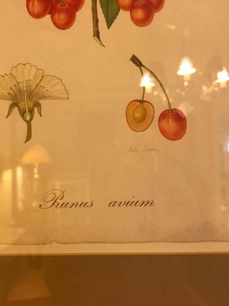Set of Seven Botanical Prints of Fruit Signed Peter Drafet - 5