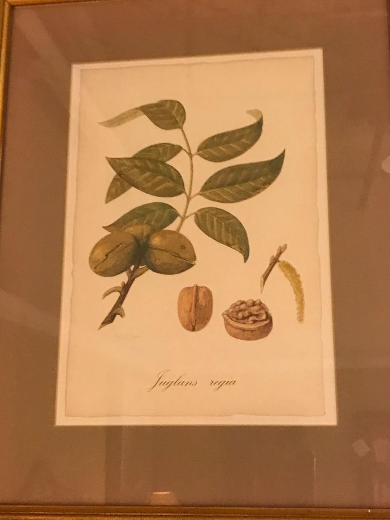 Set of Seven Botanical Prints of Fruit Signed Peter Drafet - 8