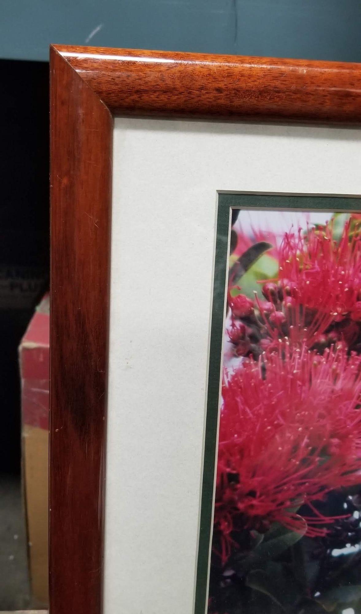 Framed Original Photography Print Yellow Bird in Hawaiian Blossoms - 2