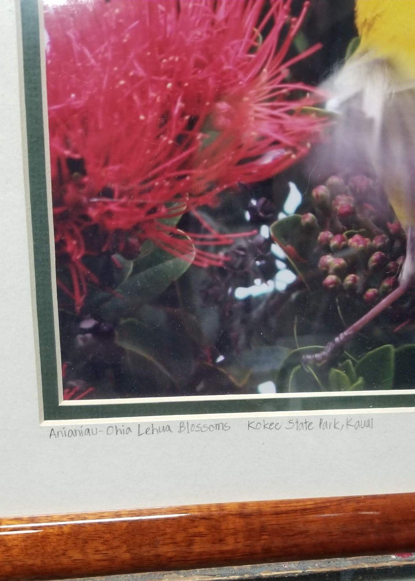 Framed Original Photography Print Yellow Bird in Hawaiian Blossoms - 3