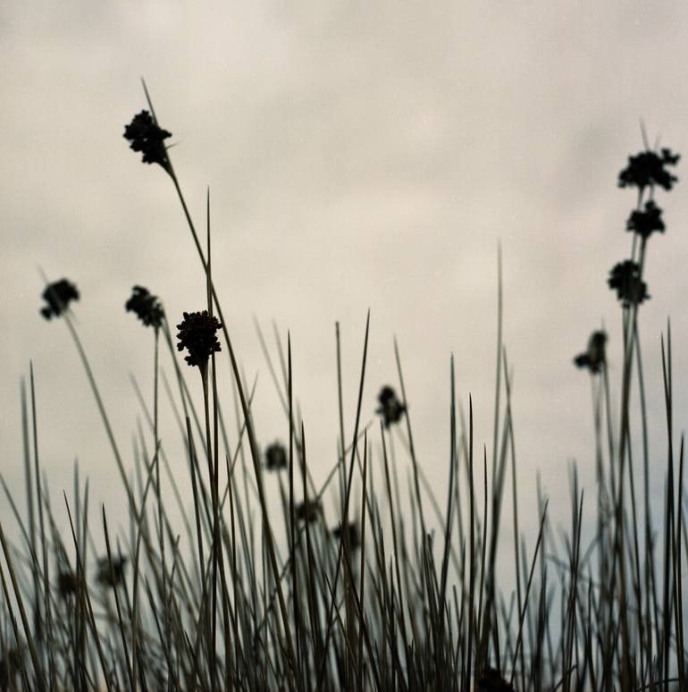 Grasses Iii, Dawlish Warren, Devon - Giclee Photograph: Title: Grasses Iii, Dawlish Warren, Devon - Giclee Photograph Description: 20 x 20 in Medium: Grasses III, Dawlish Warren, Devon - Giclee Photograph - Limited Edition of 10 Paul Cooklin United Kingdom