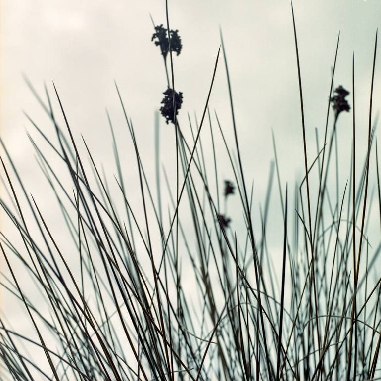Grasses Ii, Dawlish Warren, Devon - Giclee Photograph: Title: Grasses Ii, Dawlish Warren, Devon - Giclee Photograph Description: 20 x 20 in Medium: Grasses II, Dawlish Warren, Devon - Giclee Photograph - Limited Edition of 10 Paul Cooklin United Kingdom P