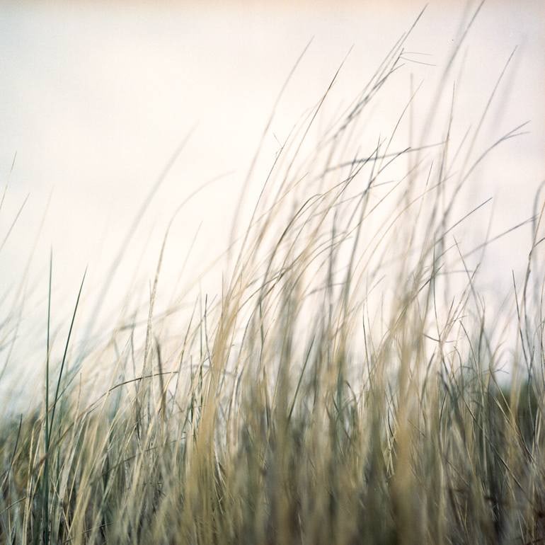 Grasses I, Dawlish Warren, Devon - Giclee Photograph: Title: Grasses I, Dawlish Warren, Devon - Giclee Photograph Description: 20 x 20 in Medium: Grasses I, Dawlish Warren, Devon - Giclee Photograph - Limited Edition of 10 Paul Cooklin United Kingdom Pho