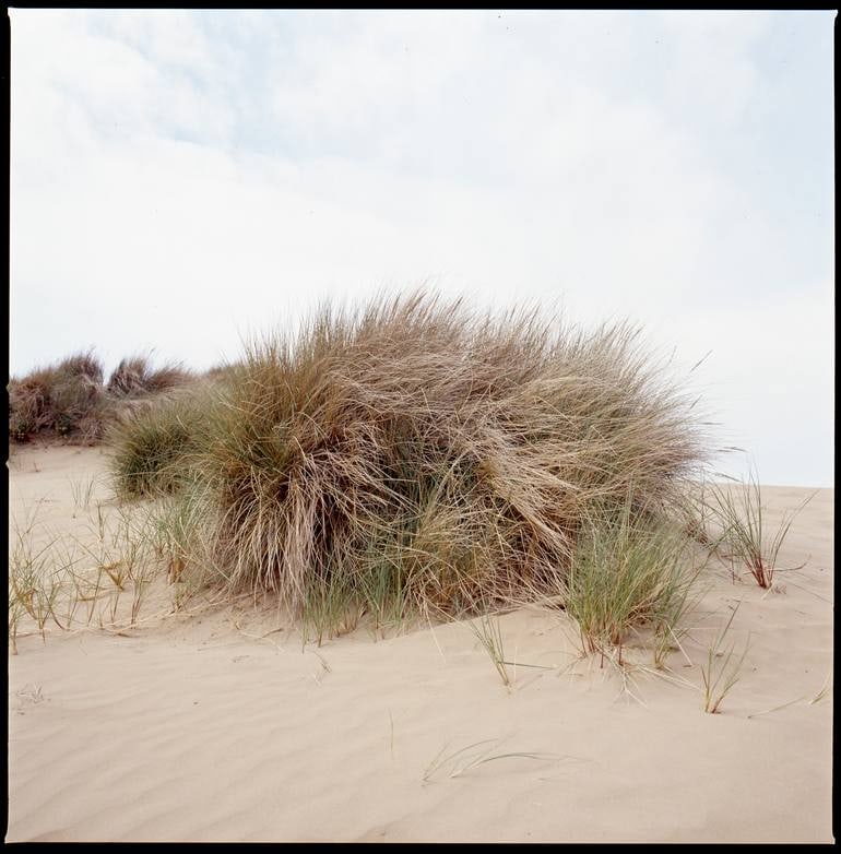 Grasses, Dawlish Warren, Devon - Giclee Photograph: Title: Grasses, Dawlish Warren, Devon - Giclee Photograph Description: 20 x 20 in Medium: Grasses, Dawlish Warren, Devon - Giclee Photograph - Limited Edition of 10 Paul Cooklin United Kingdom Photogr