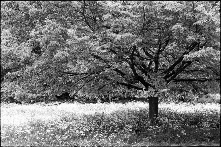 Trees, Anglesey Abbey Gardens, Cambridge - Silver Gelatin Photograph: Title: Trees, Anglesey Abbey Gardens, Cambridge - Silver Gelatin Photograph Description: 20 x 16 in Medium: Trees, Anglesey Abbey Gardens, Cambridge - Silver Gelatin Photograph - Limited Edition of