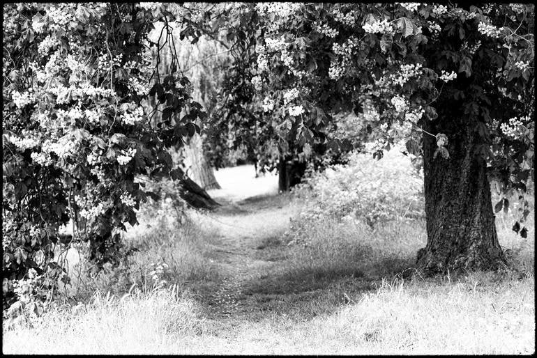 Trees, Anglesey Abbeygardens, Cambridge - Silver Gelatin Photograph: Title: Trees, Anglesey Abbeygardens, Cambridge - Silver Gelatin Photograph Description: 20 x 16 in Medium: Trees, Anglesey AbbeyGardens, Cambridge - Silver Gelatin Photograph - Limited Edition of 10