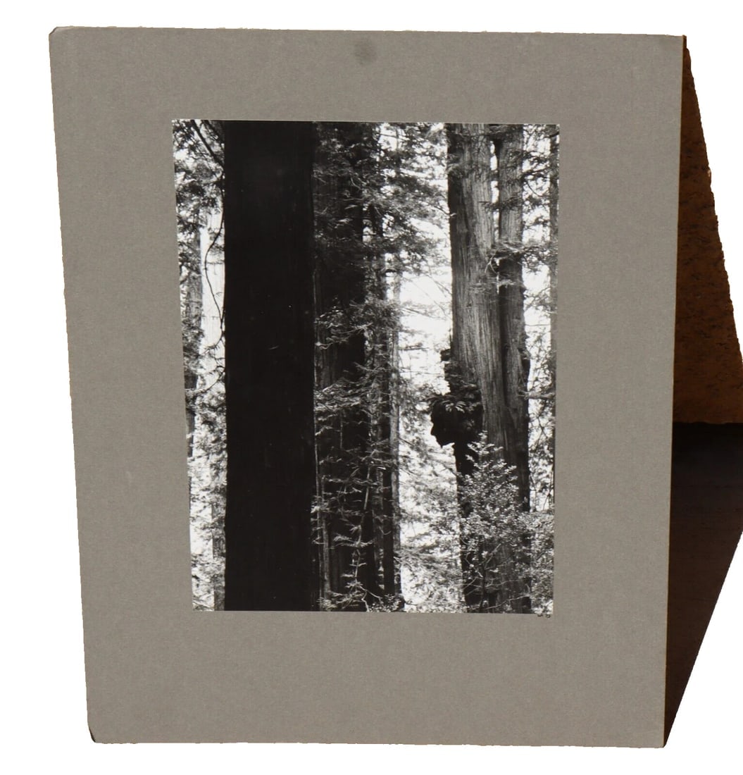 WERNHER KRUTEIN Original Photograph Redwood Trees 1973 - 2
