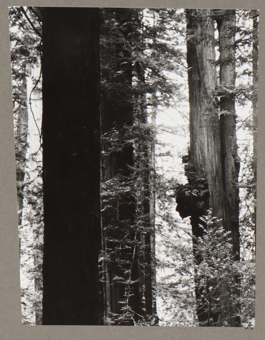 WERNHER KRUTEIN Original Photograph Redwood Trees 1973 - 3