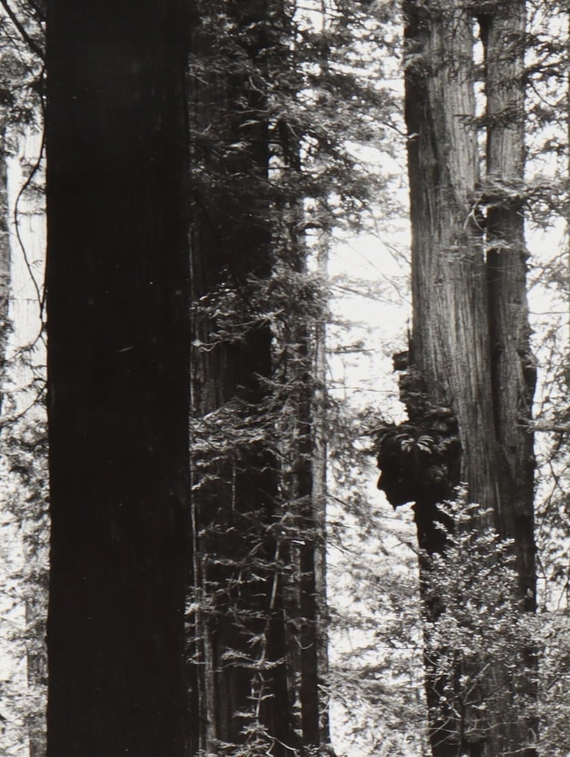 WERNHER KRUTEIN Original Photograph Redwood Trees 1973 - 4