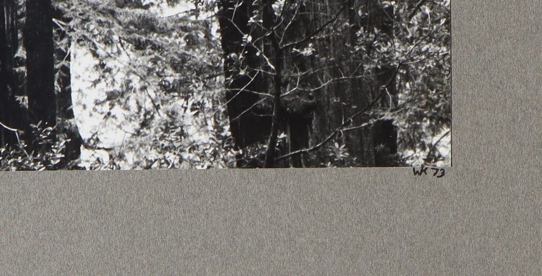 WERNHER KRUTEIN Original Photograph Redwood Trees 1973 - 5