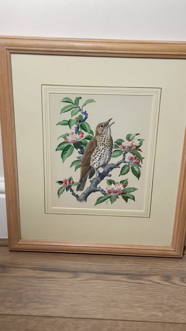 Mid-Century Song Thrush Bird Painting By Charles Frederick Tunnicliffe OBE RA - 2