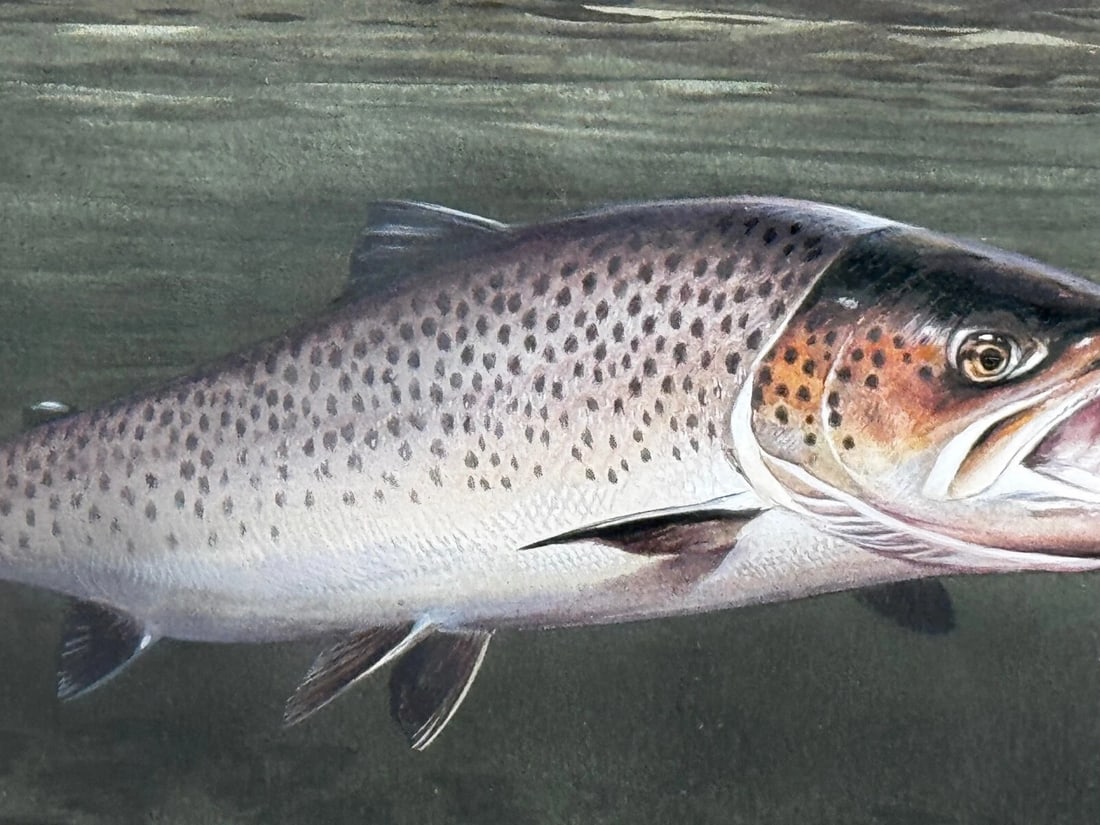 Sporting Painting Sea Trout Nearly Hooked The Silver Zulu Fly By Roger McPhail - 16