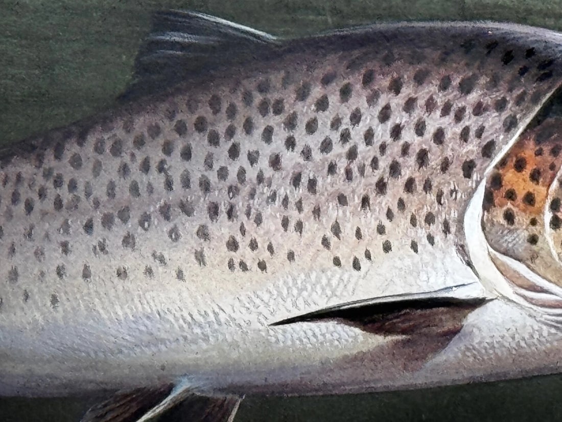 Sporting Painting Sea Trout Nearly Hooked The Silver Zulu Fly By Roger McPhail - 18