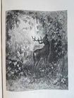 1868 FABLES DE LA FONTAINE antique GUSTAVE DORE ILLUSTRATED MASSIVE FOLIO - 7