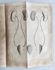 1752 MEDICAL TREATISE ILLUSTRATED ANATOMY by Francois PLANQUE antique V. 7 - 13