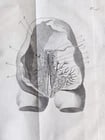 1752 MEDICAL TREATISE ILLUSTRATED ANATOMY by Francois PLANQUE antique V. 7 - 15