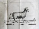 1752 MEDICAL TREATISE ILLUSTRATED ANATOMY by Francois PLANQUE antique V. 7 - 16