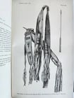 1894 REPORT of BOARD of REGENTS of SMITHSONIAN INSTITUTION antique ILLUSTRATED - 7