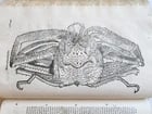 1605 ALDROVANDI TREATISE on MUSSELS SNAILS OCTOPUSES antique ILLUSTRATED FOLIO - 11