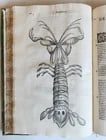 1605 ALDROVANDI TREATISE on MUSSELS SNAILS OCTOPUSES antique ILLUSTRATED FOLIO - 12