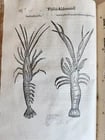 1605 ALDROVANDI TREATISE on MUSSELS SNAILS OCTOPUSES antique ILLUSTRATED FOLIO - 13
