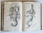 1605 ALDROVANDI TREATISE on MUSSELS SNAILS OCTOPUSES antique ILLUSTRATED FOLIO - 14