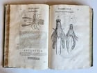 1605 ALDROVANDI TREATISE on MUSSELS SNAILS OCTOPUSES antique ILLUSTRATED FOLIO - 15