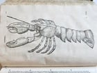 1605 ALDROVANDI TREATISE on MUSSELS SNAILS OCTOPUSES antique ILLUSTRATED FOLIO - 16