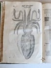 1605 ALDROVANDI TREATISE on MUSSELS SNAILS OCTOPUSES antique ILLUSTRATED FOLIO - 2