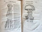 1605 ALDROVANDI TREATISE on MUSSELS SNAILS OCTOPUSES antique ILLUSTRATED FOLIO - 4