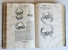 1605 ALDROVANDI TREATISE on MUSSELS SNAILS OCTOPUSES antique ILLUSTRATED FOLIO - 5