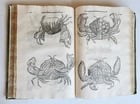1605 ALDROVANDI TREATISE on MUSSELS SNAILS OCTOPUSES antique ILLUSTRATED FOLIO - 6