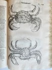 1605 ALDROVANDI TREATISE on MUSSELS SNAILS OCTOPUSES antique ILLUSTRATED FOLIO - 7